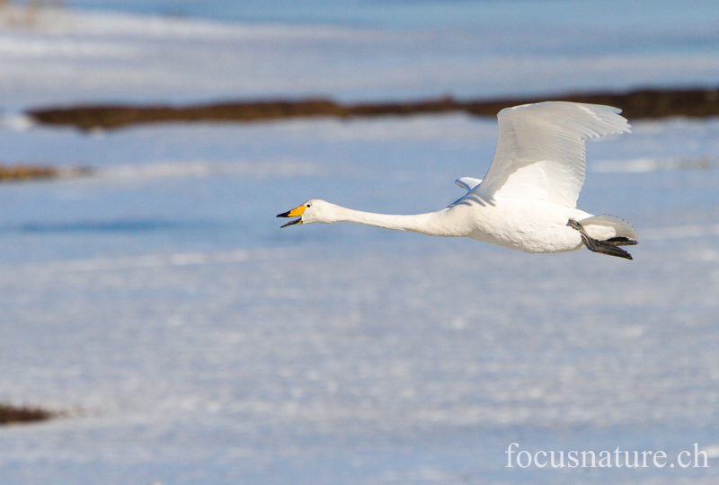 Cygne chanteur 7592.jpg - Cygne chanteur, Cygnus cygnus, Whooper Swan (Hornborgasjön, Suède, avril 2013)